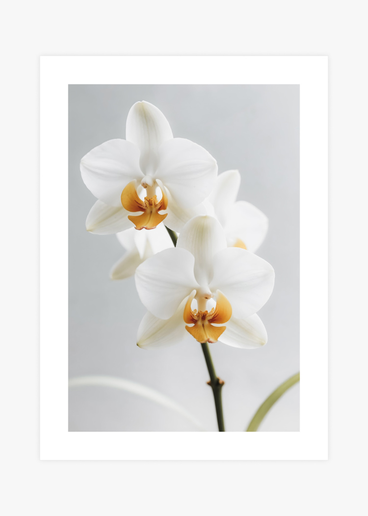 plakaty rostliny bily kvet orchideje 01 v1