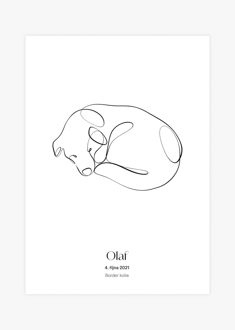 plakaty na miru zvireci pes border kolie 01