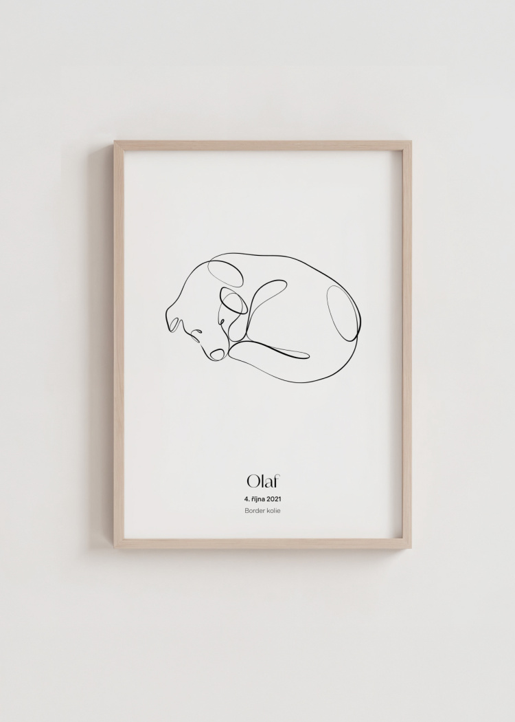 plakaty na miru zvireci pes border kolie 03