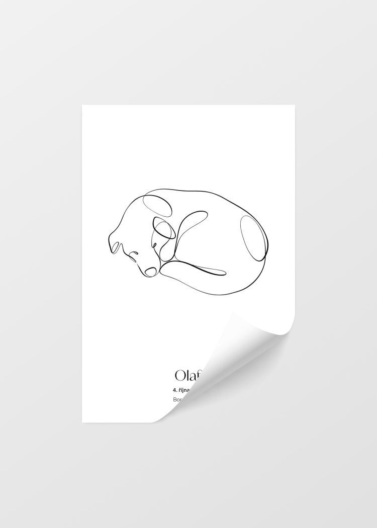 plakaty na miru zvireci pes border kolie 04