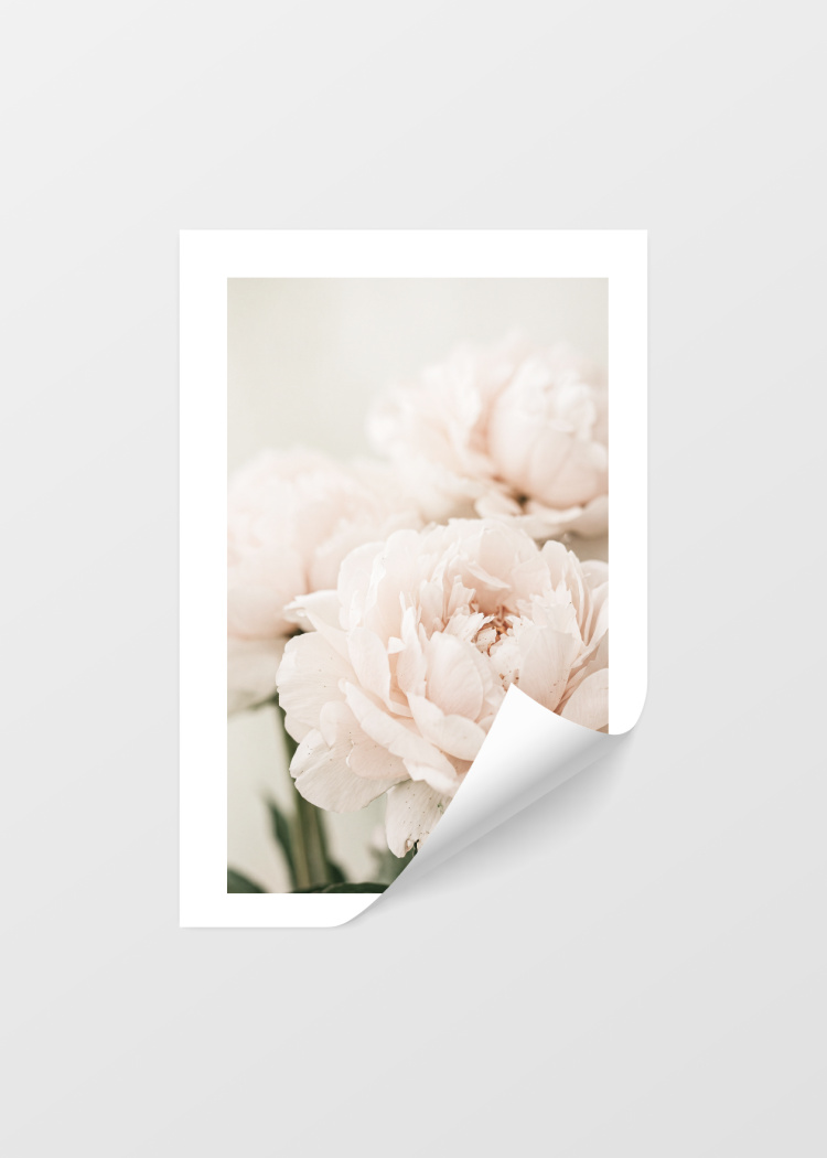 plakaty rostliny ruzova pivonka II 04
