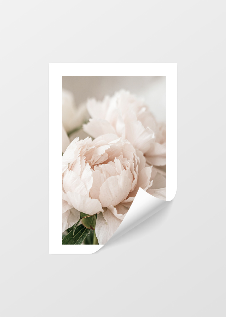 plakaty rostliny ruzova pivonka III 04