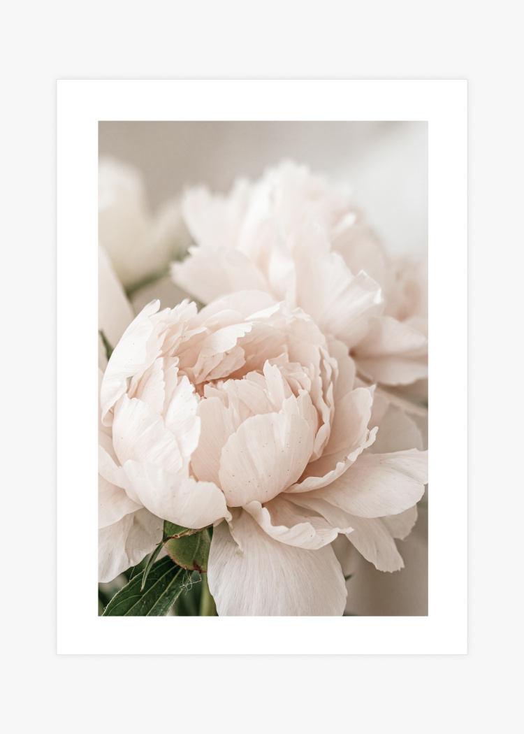 plakaty rostliny ruzova pivonka III 01