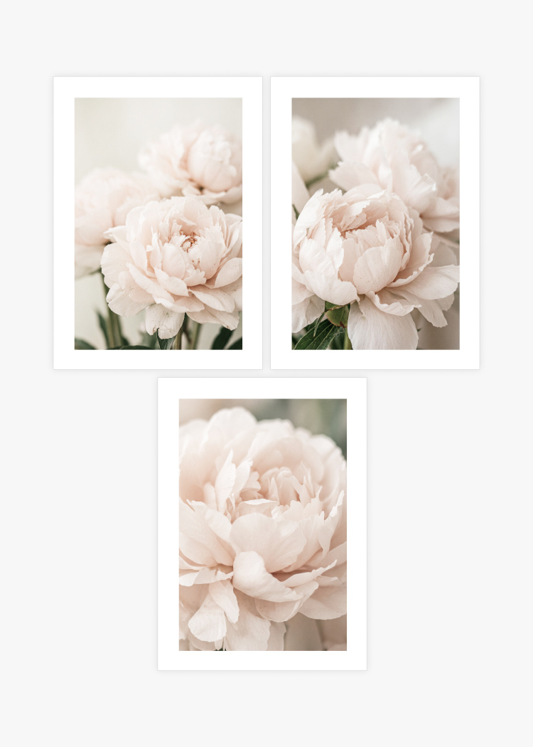 plakaty rostliny ruzove pivonky 01