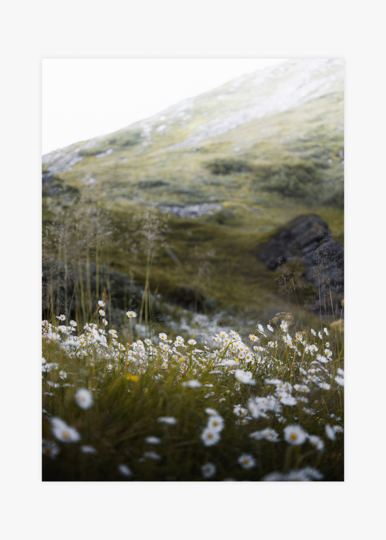 plakaty priroda kviti v horach 01 v1