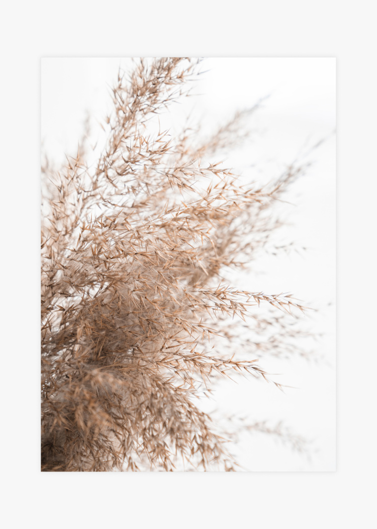 plakaty rostliny bohemsky sen I 01 v1