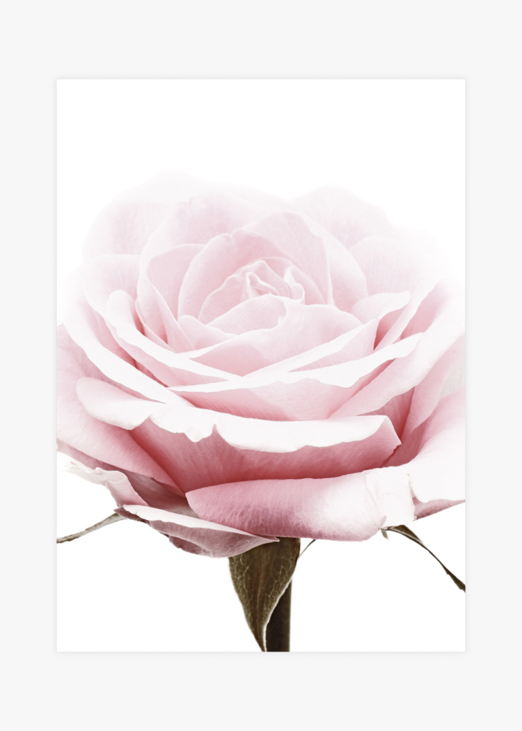 plakaty rostliny detail ruze 01 v1