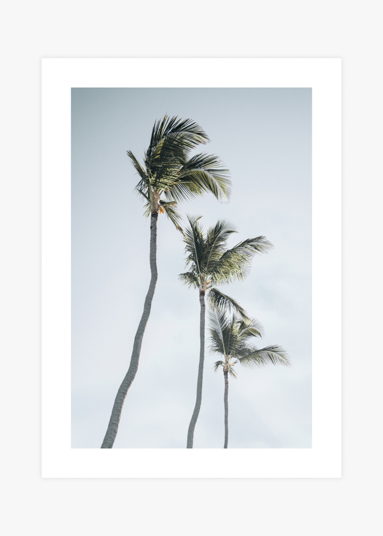 plakaty rostliny tropicke palmy 01 v1