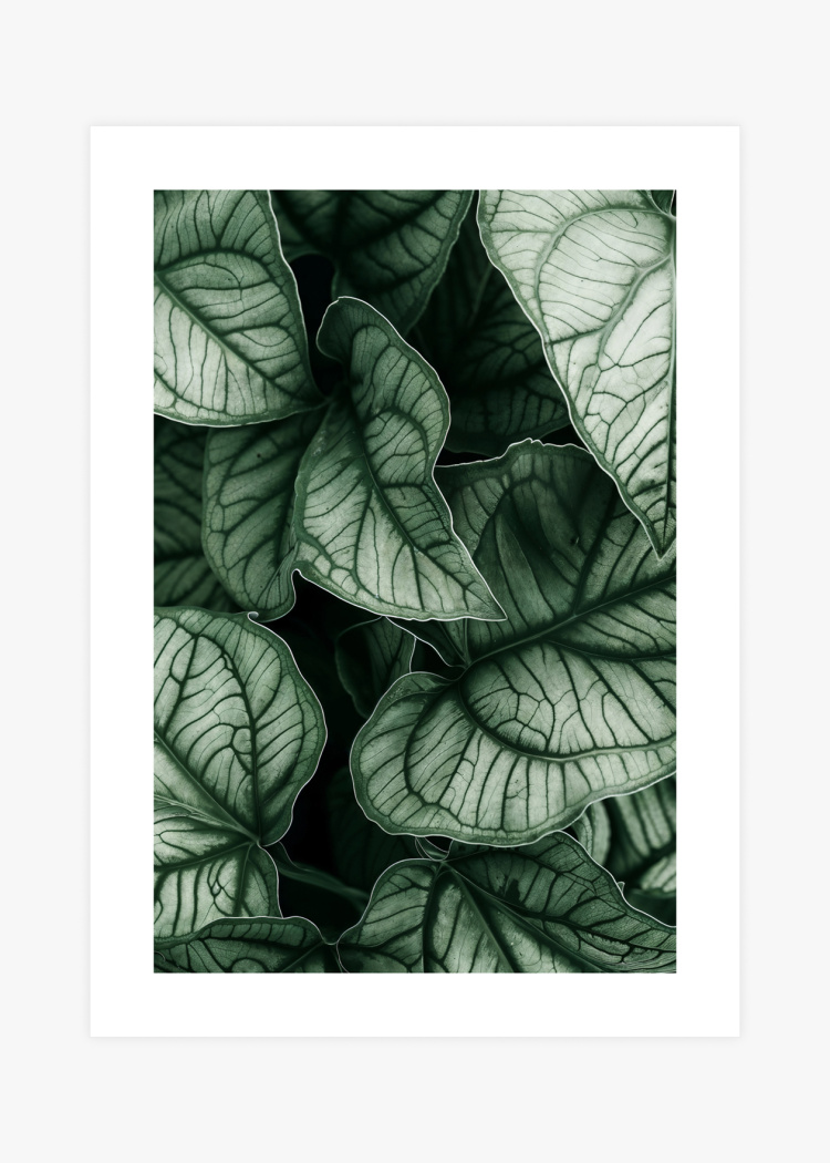 plakaty rostliny caladium 01 v1