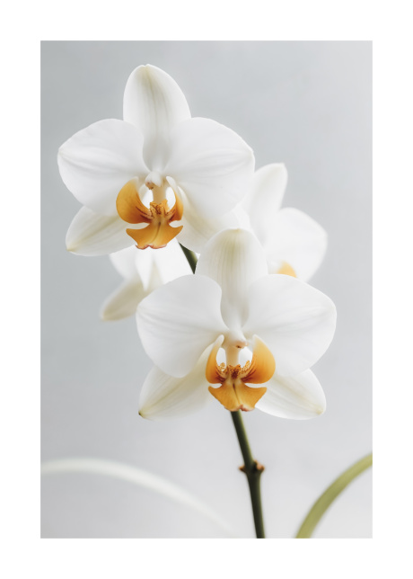 plakaty rostliny bily kvet orchideje 01 | Plakater.store