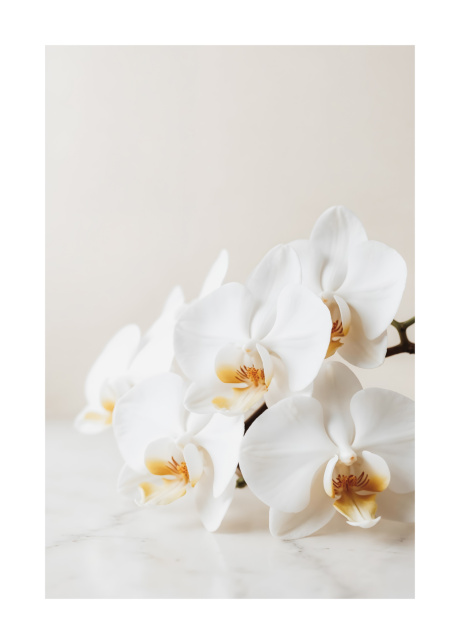 plakaty rostliny elegantni bila orchidej 01 | Plakater.store