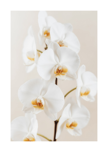 plakaty rostliny jemna bila orchidej 01 | Plakater.store