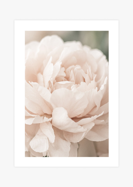 plakaty rostliny ruzova pivonka I 01
