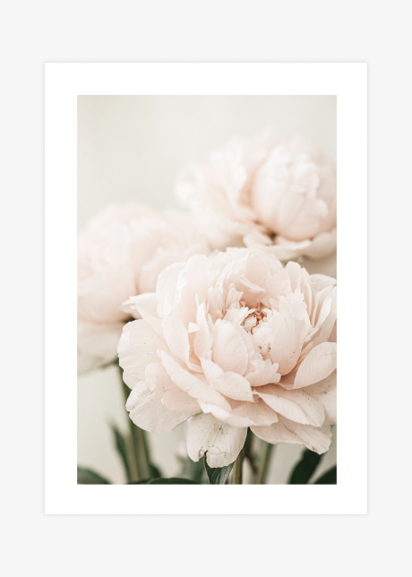 plakaty rostliny ruzova pivonka II 01