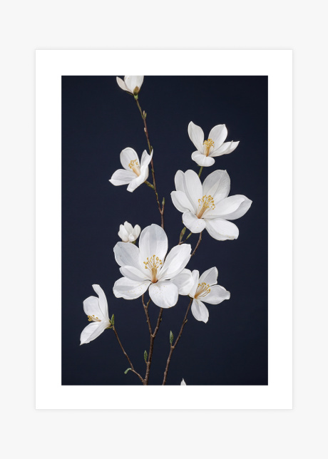 plakaty rostliny elegance magnolie I 01