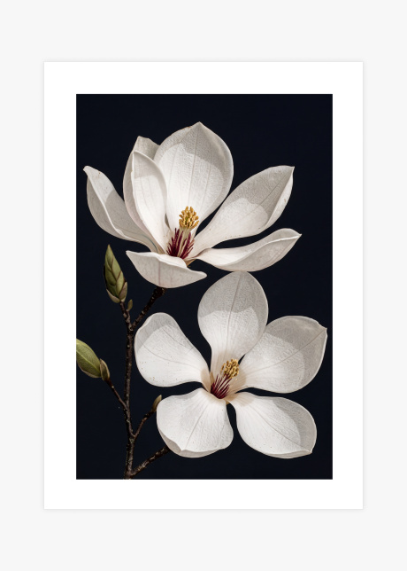 plakaty rostliny elegance magnolie III 01