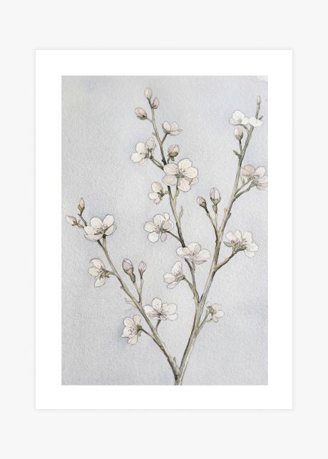 plakaty rostliny esence kvetu i 01