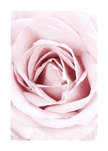 plakat rostliny ruze 01 | Plakater.store