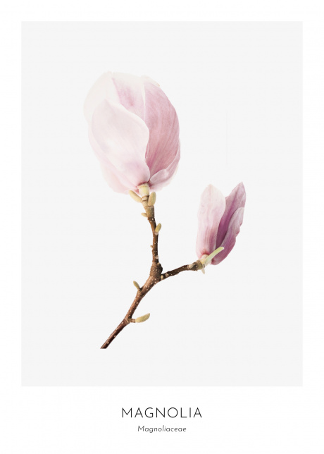 plakat rostliny magnolia II 01 | Plakater.store