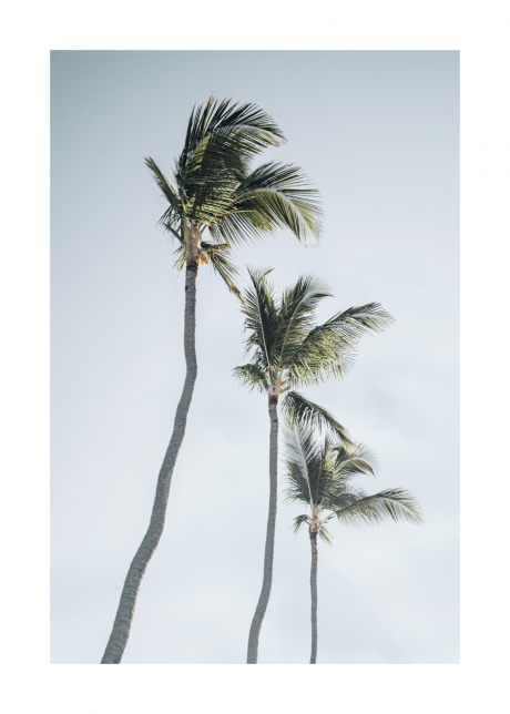 plakat rostliny tropicke palmy 01 | Plakater.store