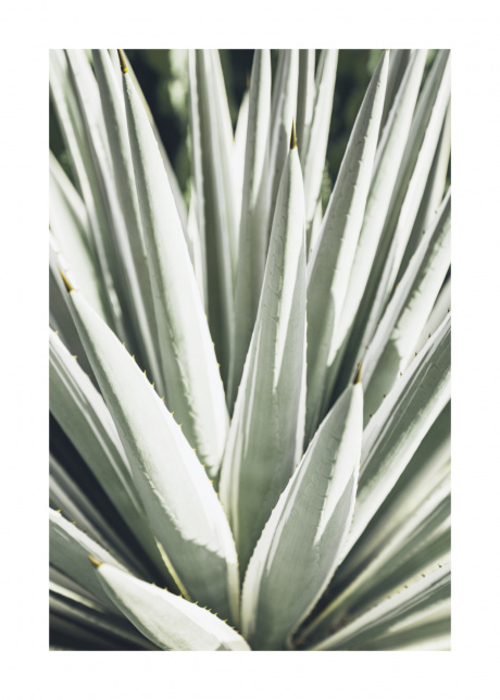 plakat rostliny agave 01 | Plakater.store