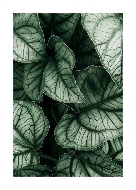 plakat rostliny caladium 01 | Plakater.store