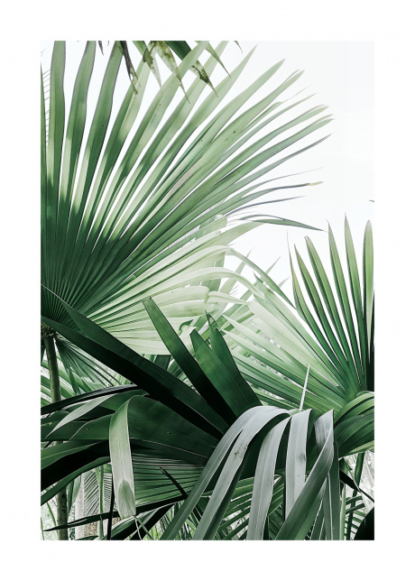 plakat rostliny harmonie listu 01 | Plakater.store